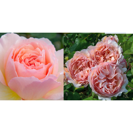 Rožė - Rosa Charlene de Monaco