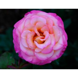 2023 m.: Rožė -Rosa (F) Harlekin skiepyta (Kordes®)
