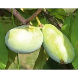 Triskiautė azimina - Asimina triloba