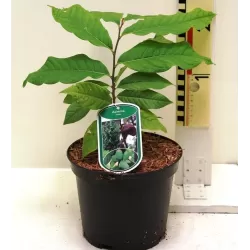 Triskiautė azimina - Asimina triloba