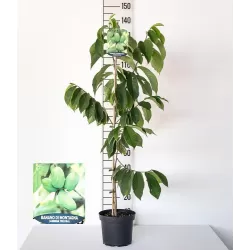 Triskiautė azimina - Asimina triloba