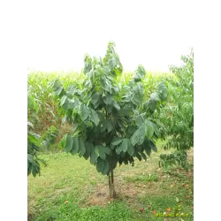 Triskiautė azimina - Asimina triloba