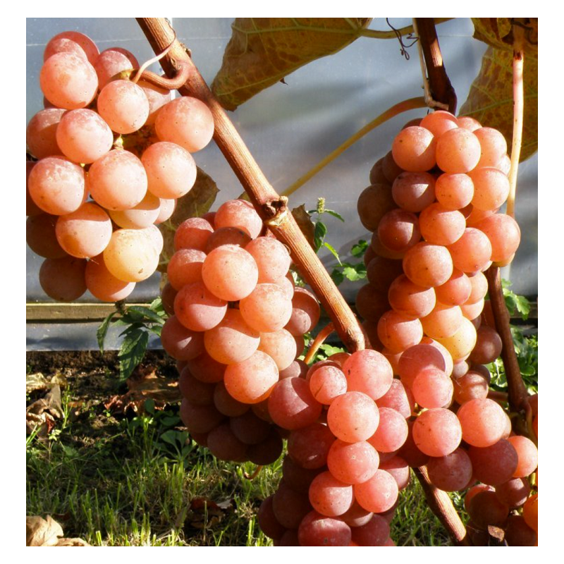 Grape Vine - Vitis labrusca DVIETES ZILA