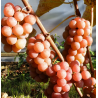 Grape Vine - Vitis labrusca DVIETES ZILA