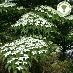Chinese Dogwood - Cornus kousa chinensis