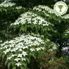 Japoninė sedula kininis porūšis - Cornus kousa chinensis