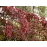 Chinese Dogwood - Cornus kousa chinensis