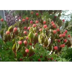 Chinese Dogwood - Cornus kousa chinensis