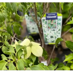 Chinese Dogwood - Cornus kousa chinensis