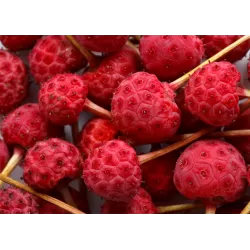 Japoninė sedula - Cornus kousa PEVE SATOMI COMPACT