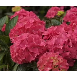 Didžialapė hortenzija - Hydrangea macrophylla ALPENGLUHEN