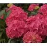 Hydrangea macrophylla ALPENGLUHEN