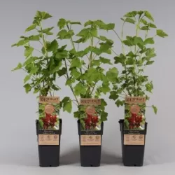 Raudonieji serbentai - Ribes rubrum JONKHEER VAN TETS