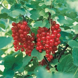Red Currant - Ribes rubrum JONKHEER VAN TETS