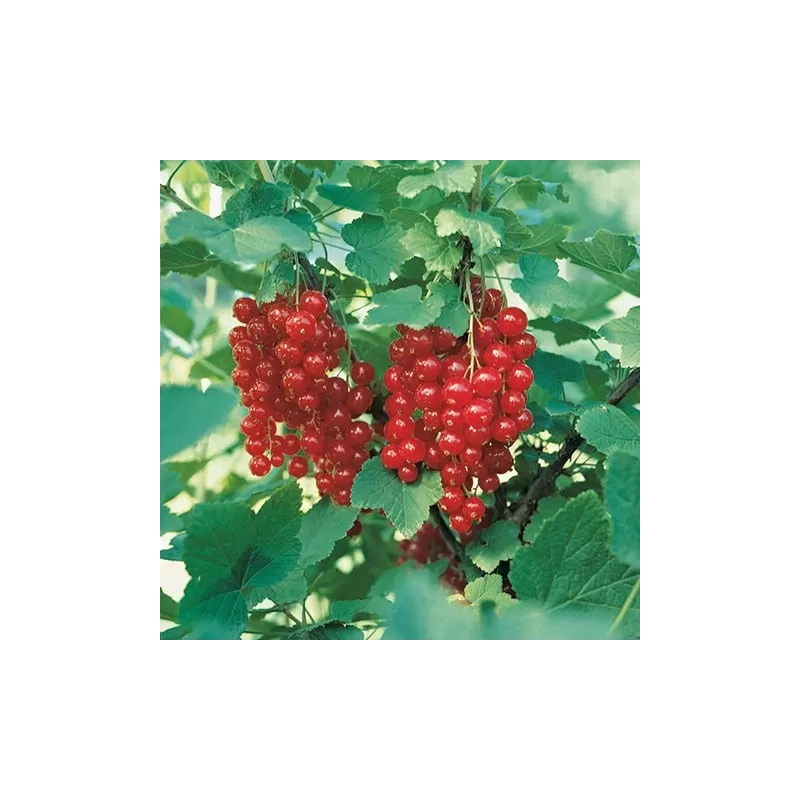 Raudonieji serbentai - Ribes rubrum JONKHEER VAN TETS