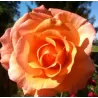 Rožė - Rosa WESTERLAND
