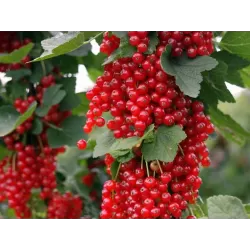 Raudonieji serbentai - Ribes rubrum ROVADA
