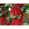 Red Currant - Ribes rubrum ROVADA