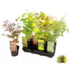 Buy Japanese maple green globe online with home delivery