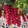 Raudonieji serbentai - Ribes rubrum ROLAN
