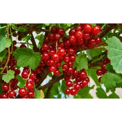 Raudonieji serbentai - Ribes rubrum ROLAN