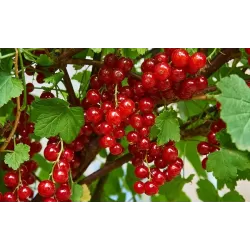 Raudonieji serbentai - Ribes rubrum ROLAN