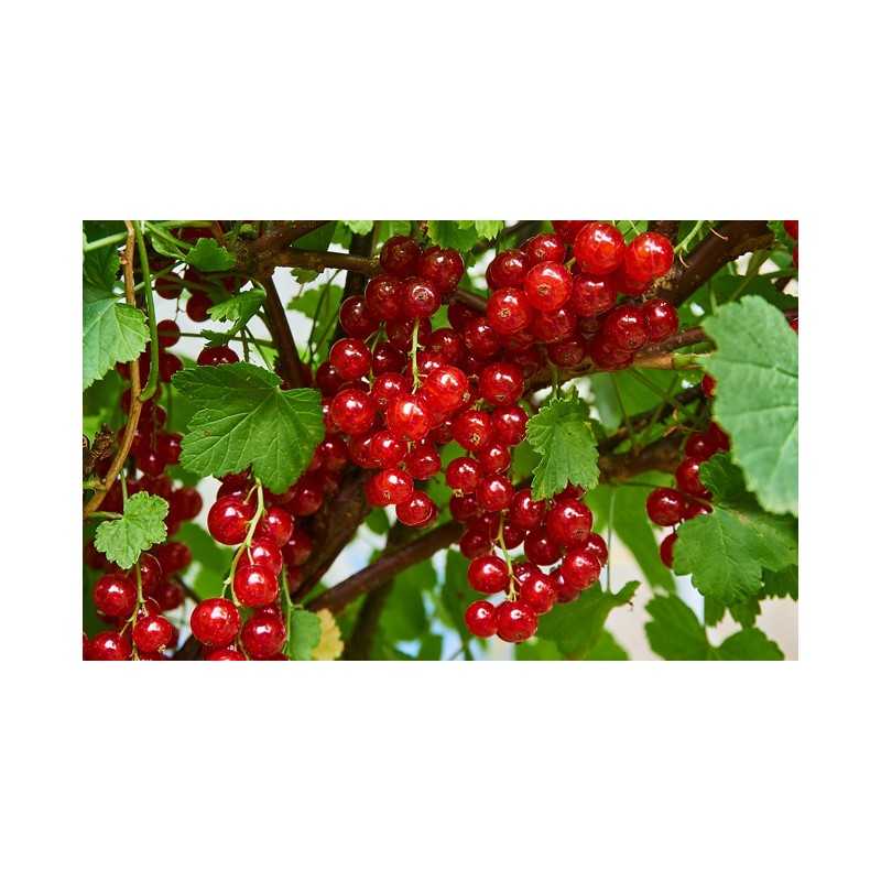Red Currant - Ribes rubrum ROLAN