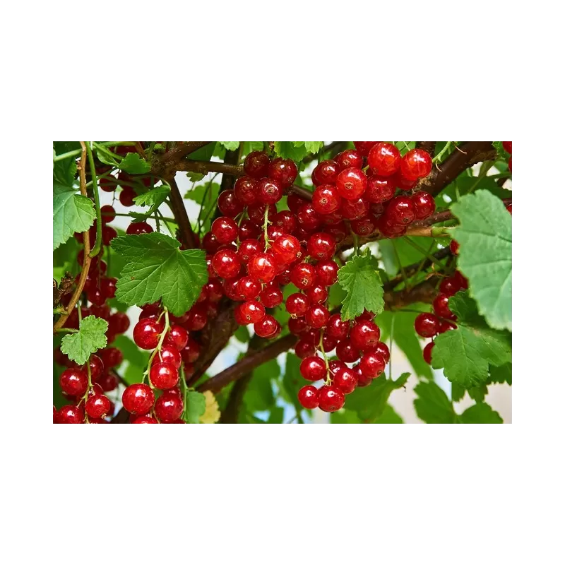 Raudonieji serbentai - Ribes rubrum ROLAN Raudonieji serbentai - Ribes rubrum ROLAN