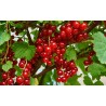 Red Currant - Ribes rubrum ROLAN