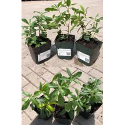 Arbutus unguicularis Rubra