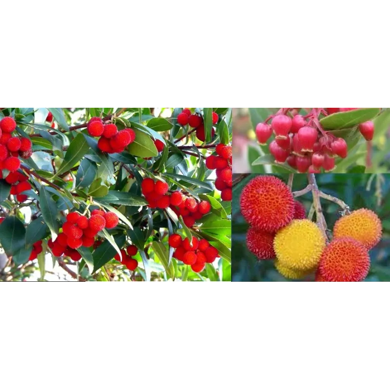 Arbutus unguicularis Rubra