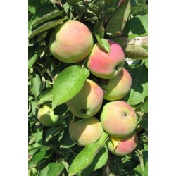 Obelų sodinukai internetu su pristatymu į namus