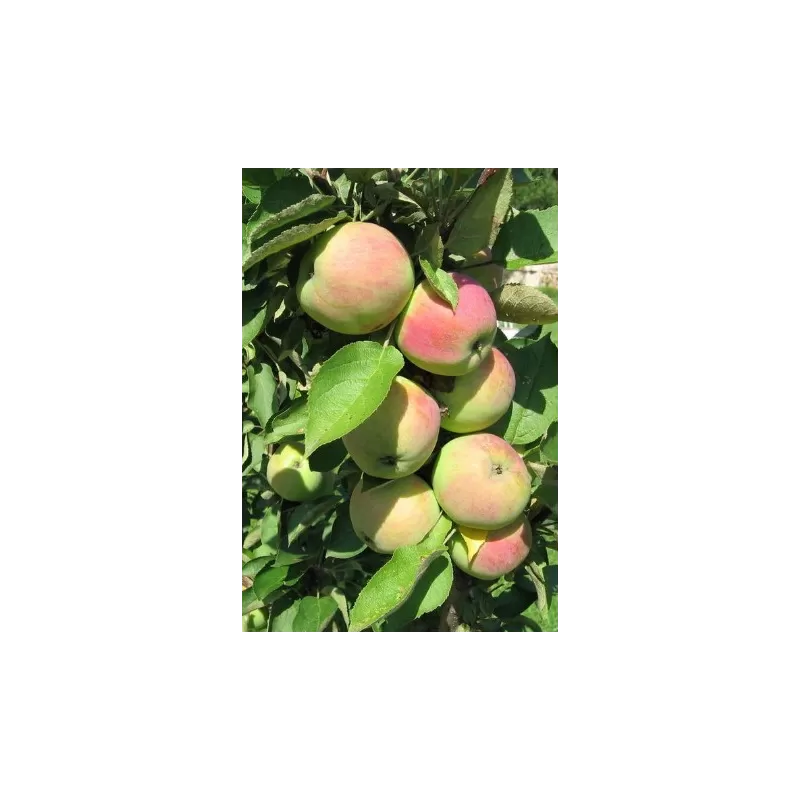 Obelų sodinukai internetu su pristatymu į namus