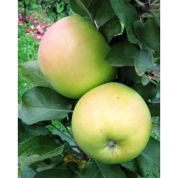 Užsisakyk augalus pavasariui jau dabar