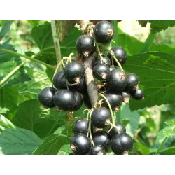 Juodieji serbentai - Ribes nigrum WELLINGTON