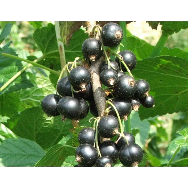 Black Currant - Ribes nigrum WELLINGTON