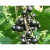 Black Currant - Ribes nigrum WELLINGTON