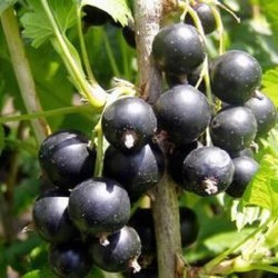 Black Currant - Ribes nigrum WELLINGTON