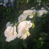 Rožė - Rosa ASPIRIN ® (Taniripsa) Tantau® vazone