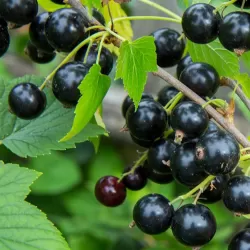 Black Currant - Ribes nigrum TSEMA
