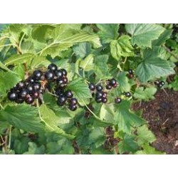 Black currant - Ribes nigrum SILVERGIET SCHWARZE