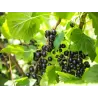 Juodieji serbentai - Ribes nigrum SILVERGIET SCHWARZE