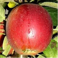 Obelų sodinukai internetu su pristatymu į namus