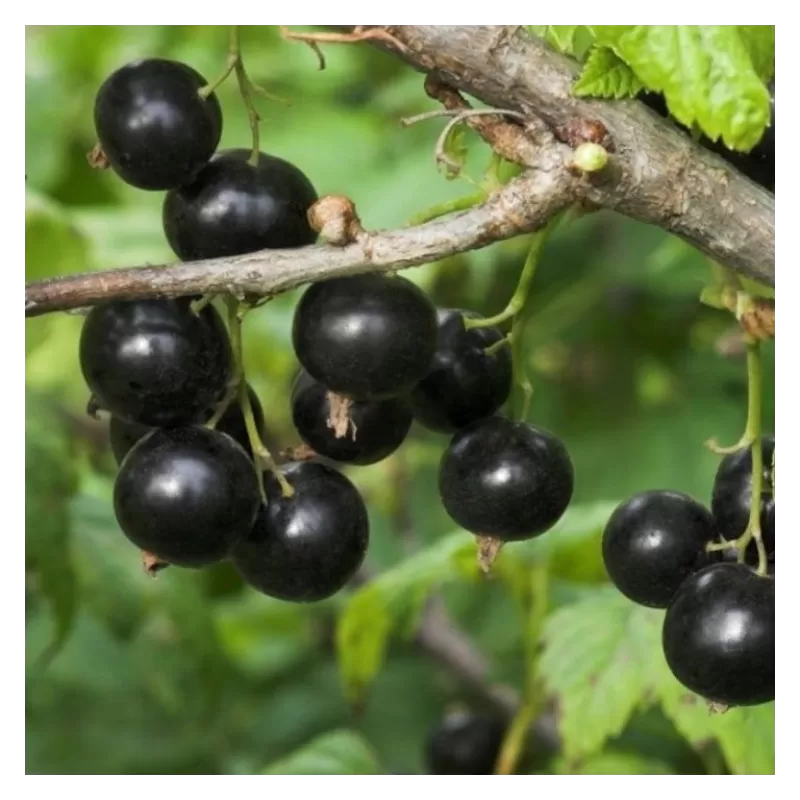 Black Currant - Ribes nigrum POLAR