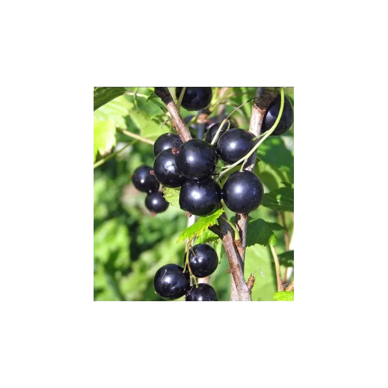 Juodieji serbentai - Ribes nigrum INTERCONTINENTAL