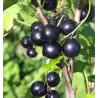 Red Currant - Ribes nigrum INTERCONTINENTAL