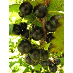 Juodieji serbentai - Ribes nigrum INTERCONTINENTAL