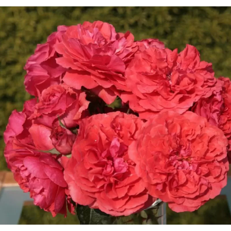 Rožė - Rosa UETERSENS ROSENKONIGIN ®