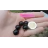 Juodieji serbentai - Ribes nigrum INTERCONTINENTAL