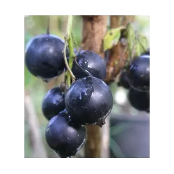 Juodieji serbentai - Ribes nigrum INTERCONTINENTAL